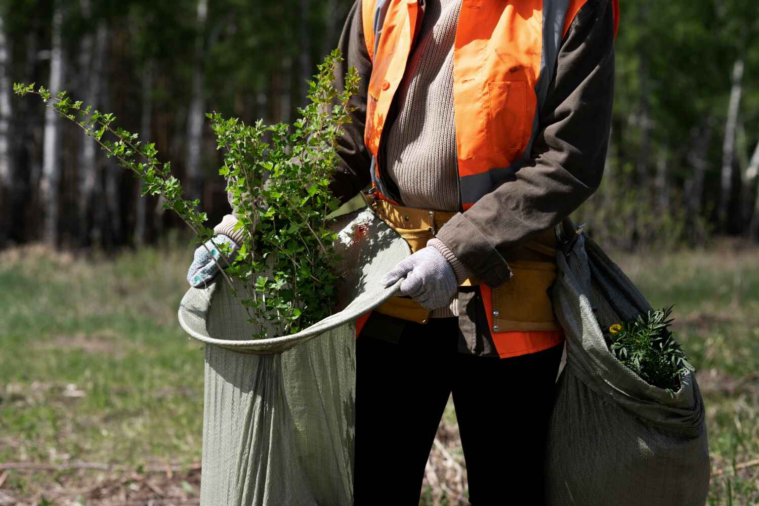 The Steps Involved in Our Tree Care Process in Zumbrota, MN